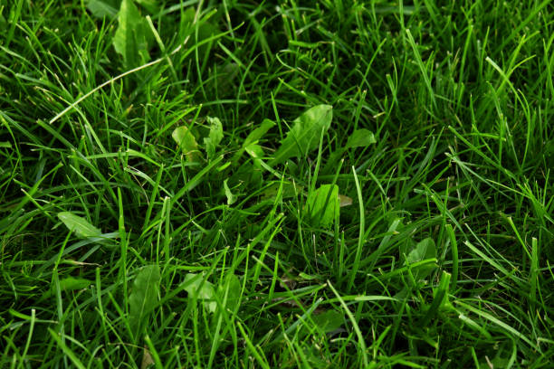 Planta de plátano con hoja verde en la hierba silvestre Plantago mayor plátano de hoja ancha, pie de hombre blanco o plantaína mayor - foto de stock