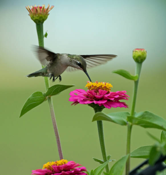 istock Hummingbird feeding from flower 1166086472