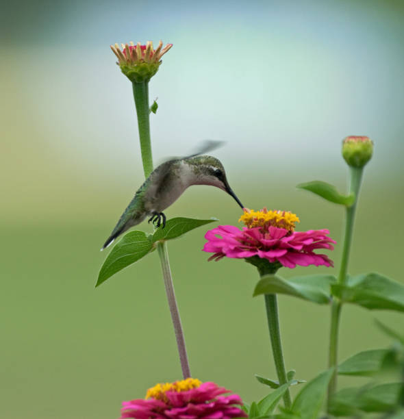 istock Hummingbird feeding from flower 1166086601