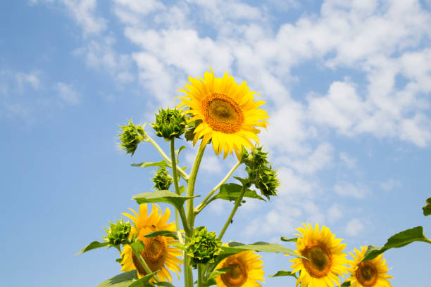 istock scenic sunflower field, beautiful landscape 1166087671