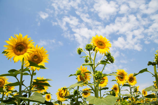 istock scenic sunflower field, beautiful landscape 1166087705