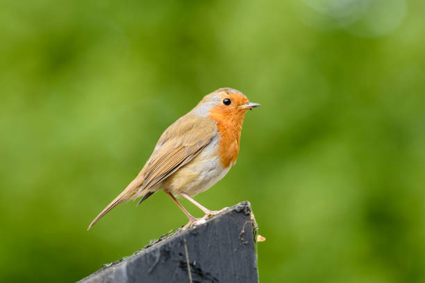 istock European robin (Erithacus rubecula), also known as Robin redbreast,  perched on a wooden fence post. 1166087829