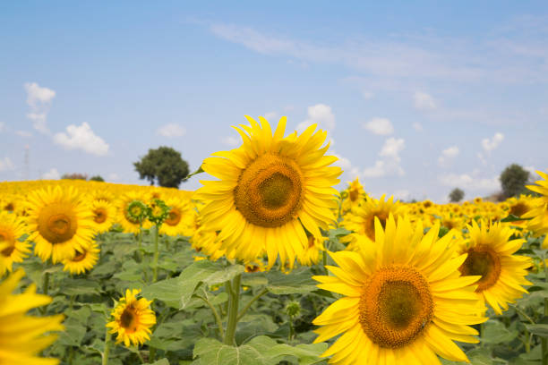 istock scenic sunflower field, beautiful landscape 1166088356