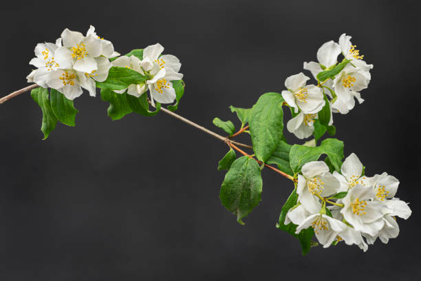 istock Studio shot of a mock orange branch 1166088521