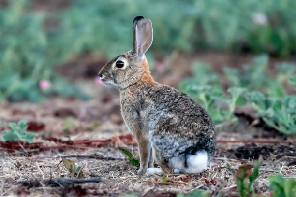 istock Summer season wildnerness life in California. 1166088549