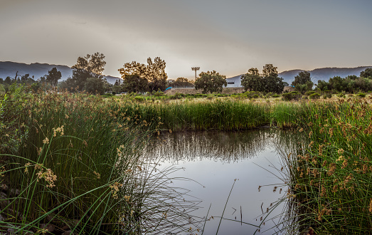 Panoramic view of Ojai Preserve pond estuary reflecting the reeds in morning sunlight off water surface.