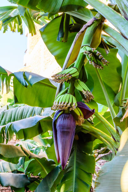 istock Beautiful big flower on the banana tree 1166088591