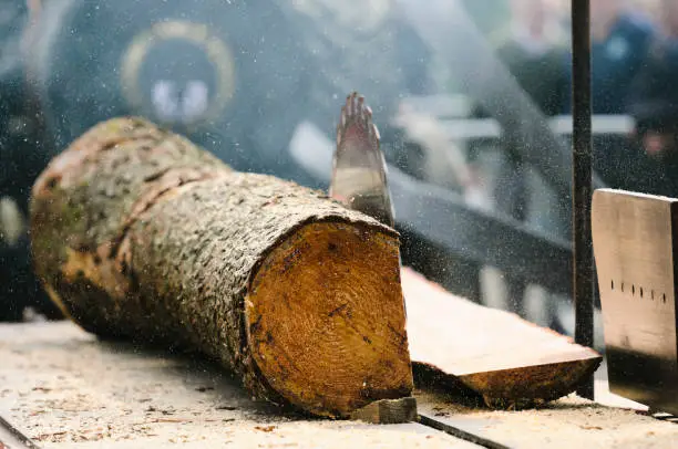 Photo of A traction engine drives an old fashioned portable sawmill table as it cuts timber from a tree trunk.