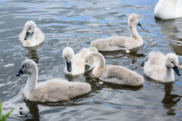 istock Mute swan cygnets 1166088801