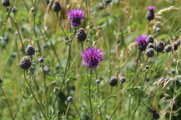 istock Beautiful wildflowers on a blurry green background 1166089472