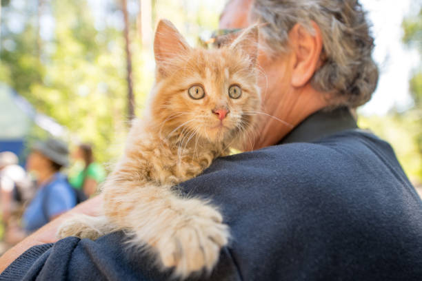 istock Senior Caucasian Man Playing with a Ginger Kitten in Urals, Russia 1166090406