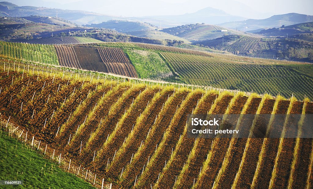 Nectaroscordum paesaggio - Foto stock royalty-free di Agricoltura