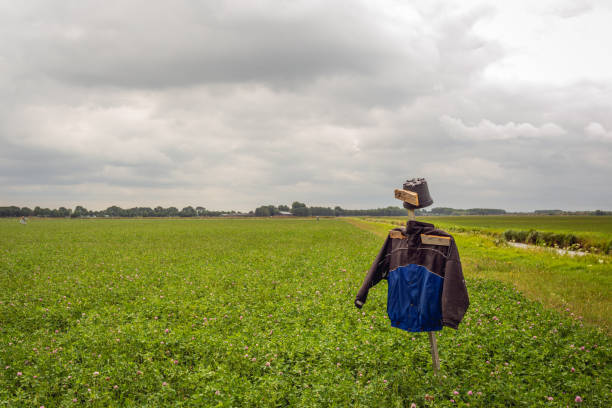 Closeup of a scarecrow in a agricultural field with pink flowering clover. The photo was taken on a cloudy day in the Dutch summer season.
