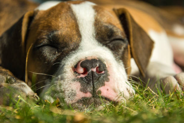istock A young dog is sleeping on the grass 1166095973