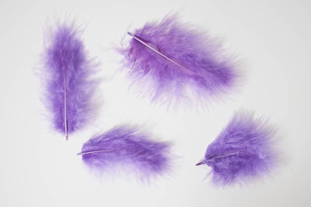 istock Bird's feather taken on a white background 1166097570