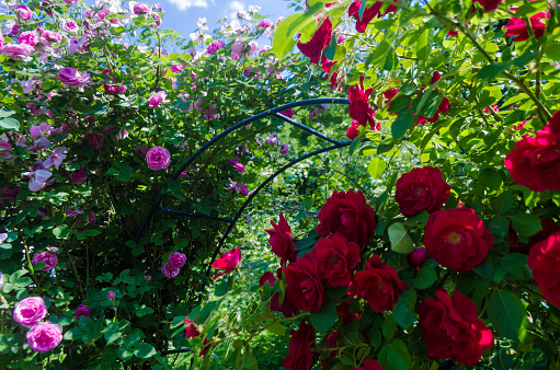Bush of fluffy pink and red roses in sunny day. Romantic florets on green leaves background in garden. Close up of bushes with full blooms on shrubs branch. Magenta flowers for decorating any holiday.