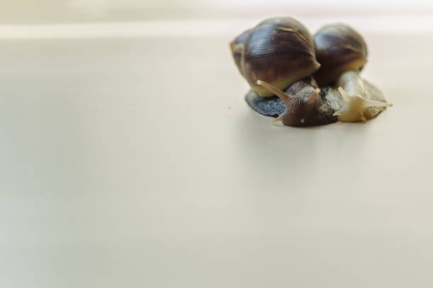 Two beautiful brown and white Achatina with a spiral shell crawling on the light table on a sunny day with copy space. Extreme close up macro healing mucus and anti-aging slime of Giant Snail.