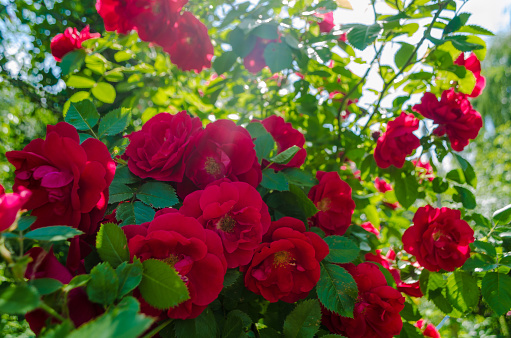 Bush of a fluffy red roses in sunny day. Romantic florets on green leaves background in lush garden. Close up of bushes with full blooms on shrubs branch. Magenta flowers for decorating any holiday.