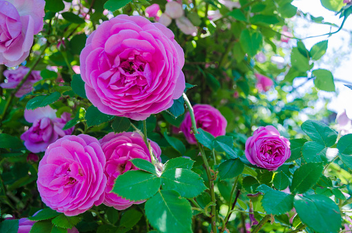 Bush of fluffy pink roses in sunny day. Romantic florets on blurred green leaves background in lush garden. Closeup of bushes with blooms on shrubs branch. Magenta flowers for decorating any holiday.
