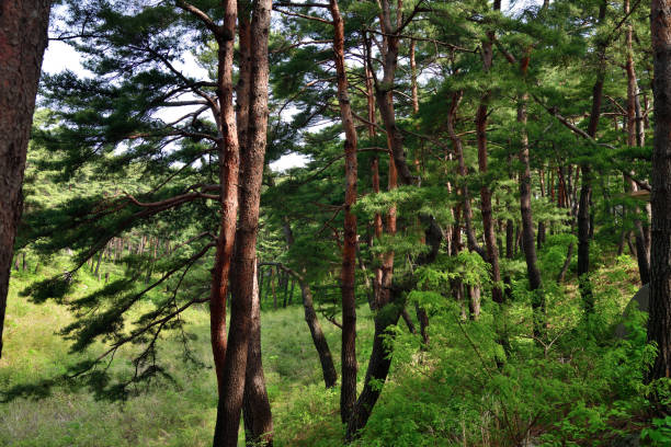 istock North Korean scenery. Red korean pine forest 1166100145