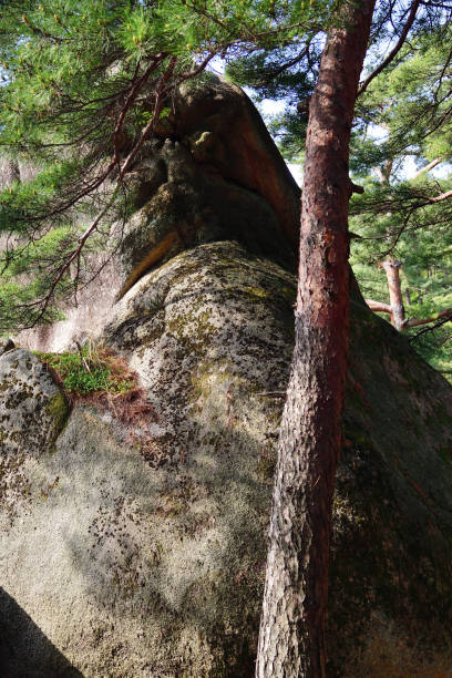 istock North Korean scenery. Red korean pine forest 1166100165