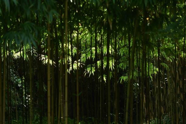 istock Bamboo forest / Japan's spirit 