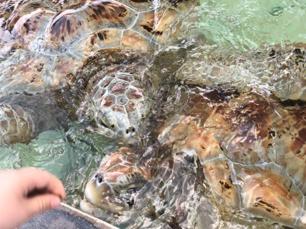 istock Sea turtles feeding 1166103935