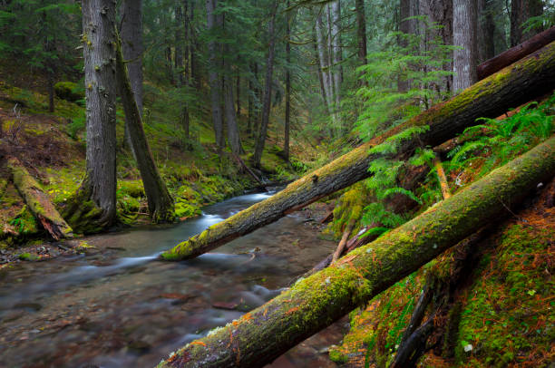 Panther Creek in the Gifford Pinchot National Forest, WA.
