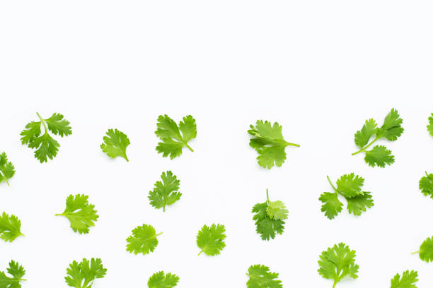 istock Fresh coriander leaves on white background. 1166105432