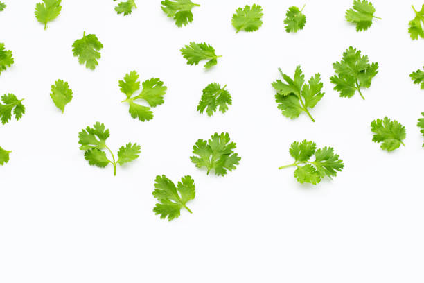 istock Fresh coriander leaves on white background. 1166105485
