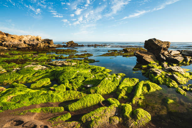 os riffs rochosos no por do sol, parque do oceano de eldwayen, praia de pismo, califórnia. grama da ressaca, fundo do céu nebuloso. reserva de vida selvagem, costa do pacífico - route 1 pacific ocean beach cliff - fotografias e filmes do acervo