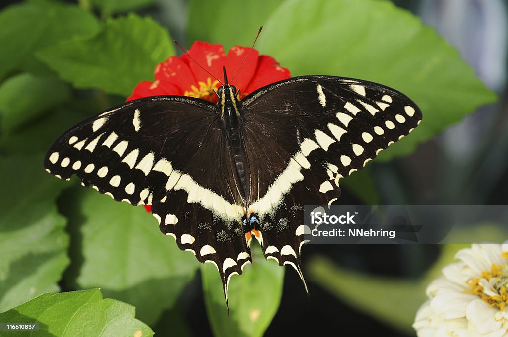 palamedes swallowtail butterfly Palamedes swallowtail butterfly,  Animal Stock Photo
