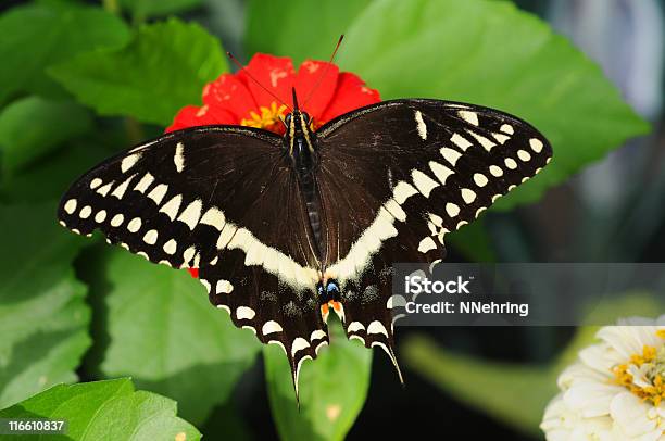 Palamedes Swallowtail Butterfly Stock Photo - Download Image Now - Animal, Animal Body Part, Black Color