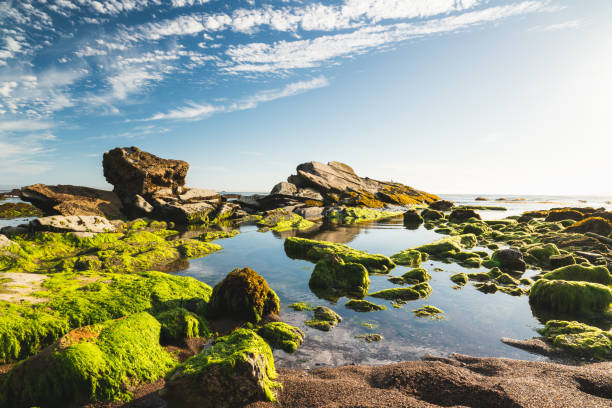 os riffs rochosos no por do sol, parque do oceano de eldwayen, praia de pismo, califórnia. grama da ressaca, fundo do céu nebuloso. reserva de vida selvagem, costa do pacífico - route 1 pacific ocean beach cliff - fotografias e filmes do acervo