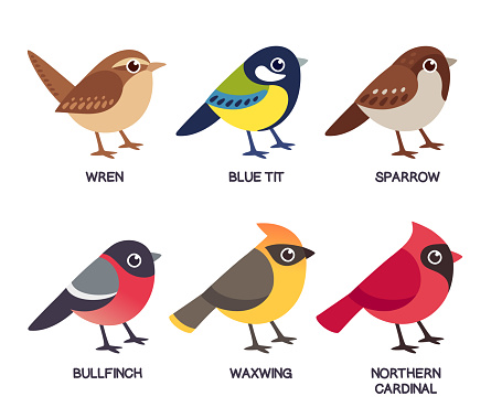 Set of cute cartoon small birds: Cedar Waxwing, Northern Cardinal, common Sparrow, Wren, Blue Tit and Bullfinch. Simple drawing style, isolated clip art vector illustration.