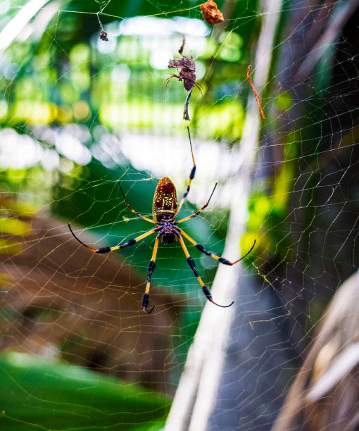 istock Back side of a Golden Spider on Web 1166109406