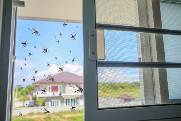 istock Many mosquitoes flying in to the house while insect net was opened 1166111057