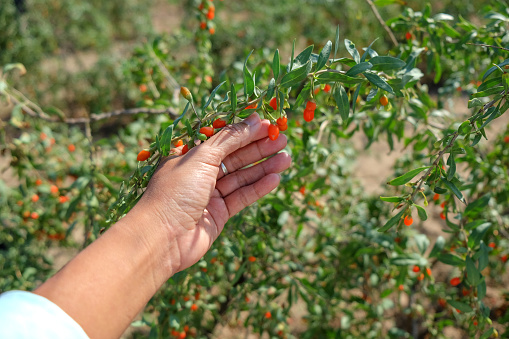 Close up females hand picking ripe goji berry from plant
