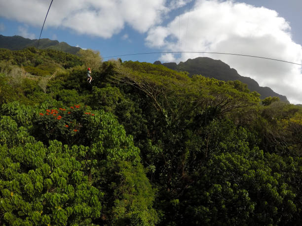 zip futter abenteuer im dschungel von kauai mit mama - zip lining stock-fotos und bilder