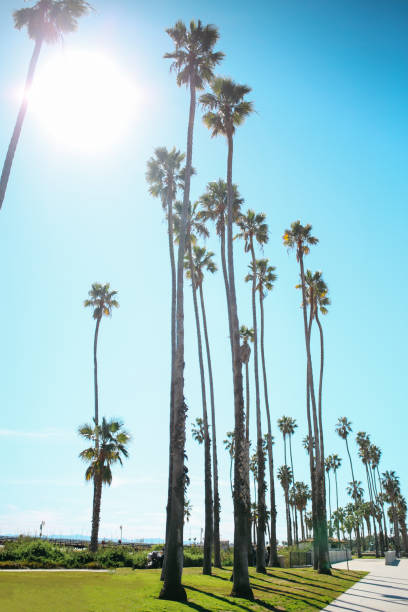 istock Palm trees in Santa Barbara, California 1166111545