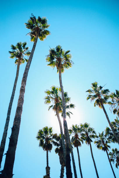 Palm trees in Santa Barbara, California Summertime vibes in Santa Barbara, California. Palm trees in a row by the ocean boardwalk. santa barbara california photos stock pictures, royalty-free photos & images