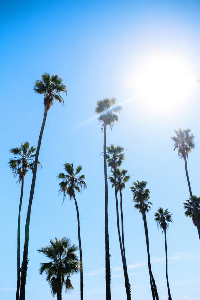 istock Palm trees in Santa Barbara, California 1166112121