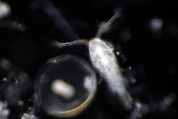 Plankton are organisms drifting in oceans and seas. Zooplankton.