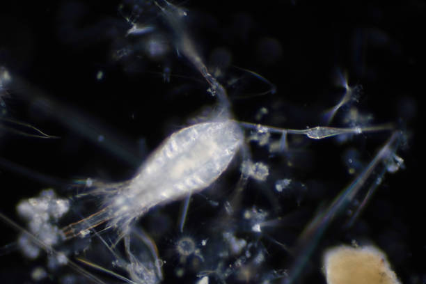 istock Plankton are organisms drifting in oceans and seas. Zooplankton. 1166112392