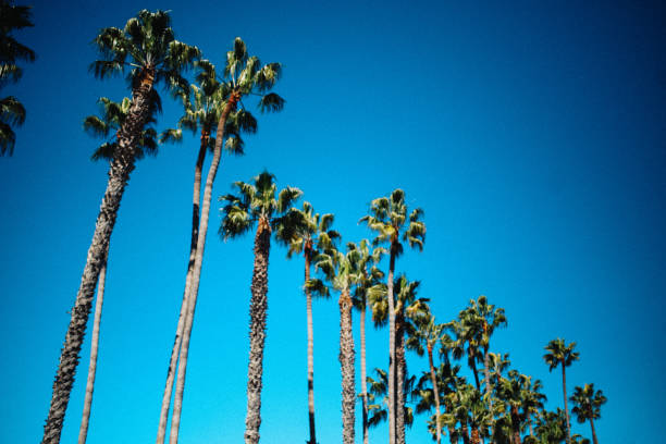 istock Palm trees in Santa Barbara, California 1166112908