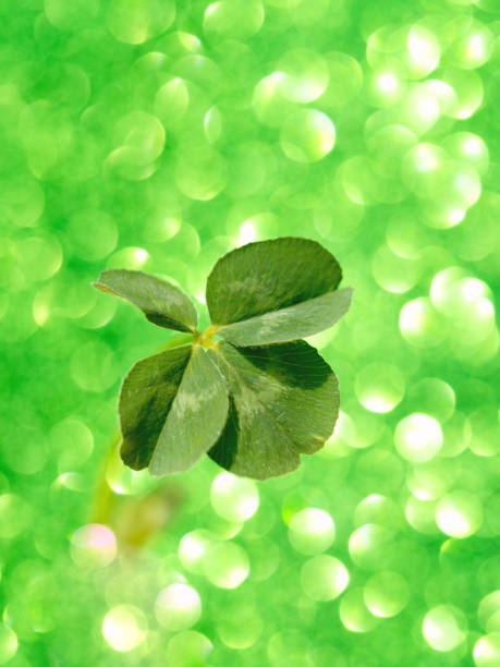istock Fresh green lucky four leaf clover 1166114226