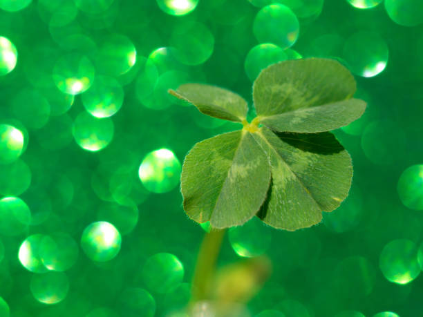 istock Fresh green lucky four leaf clover 1166114255