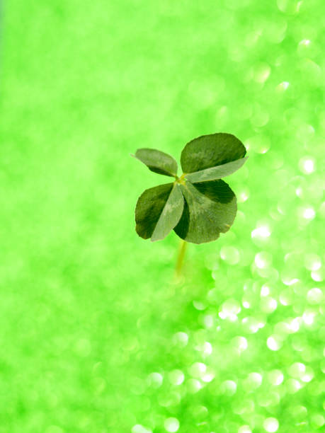 istock Fresh green lucky four leaf clover 1166114256