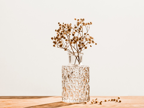 Bouquet of dried Baby's breath flowers in glass bottle on matt white background. Minimal lifestyle concept.