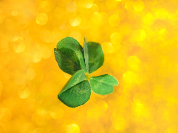 istock Fresh green lucky four leaf clover 1166114343